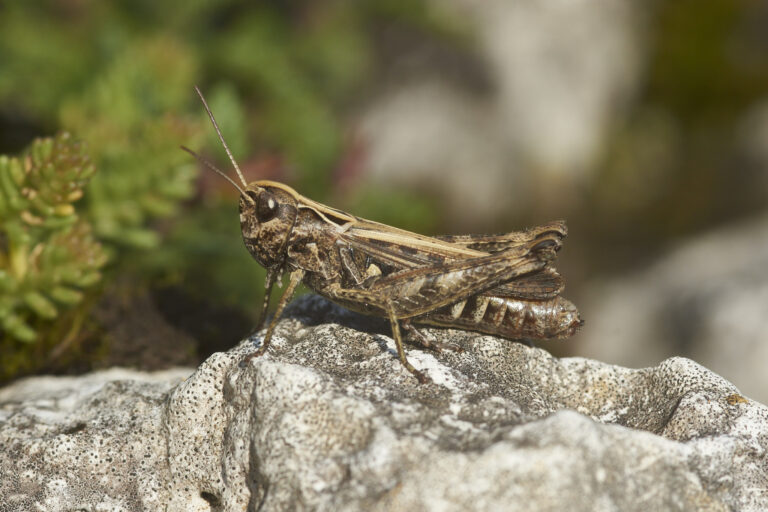 Rotleibiger Grashüpfer, Schwäbische Alb 14.08.2021