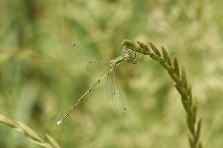 Südliche Binsenjungfer (Lestes barbarus)